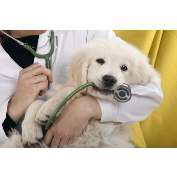 Online Vet Consultation | 24/7 Veterinary Services