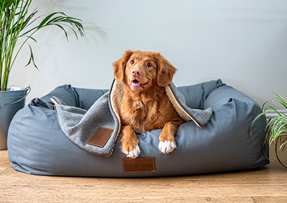 How To Encourage An Active Lifestyle For Your Dog